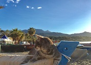 Lazy cat on Burriana beach Nerja